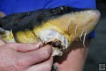 Shortnose Sturgeon