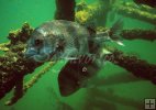 Underwater oil rig
