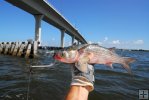 Mullet as grouper bait