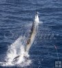 Vertical sailfish