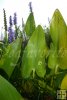 Pickerel Weed-2