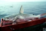 Hardhead catfish in boat