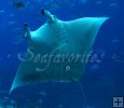 Manta Ray in blue water