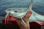 Holding sea catfish properly