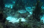 Nesting tilapia