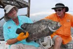 Side view of tripletail