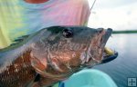 Closeup, cubera snapper