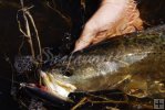 Spotted seatrout