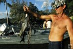 Stringer of striped mullet