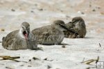 Birds on beach