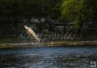 Jumping sturgeon