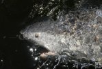Bull shark