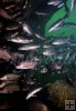 Gray Snapper schooling underwater-4