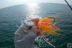 Cobia jig