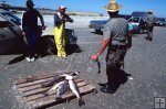 Texas game warden measures fish