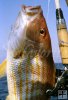 Lane snapper on partyboat