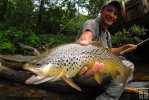 Trout Freshwater Trout Freshwater