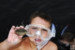 Scallops found by young snorkelers