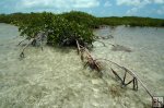 Spreading mangrove root system in saltwater