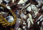 Shrimpboat bycatch