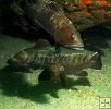 Sea bass in the Gulf