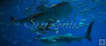 Two whale sharks