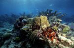 Coral in Belize