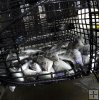 Pinfish in bait trap 2