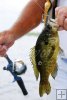 Sizeable warmouth sunfish