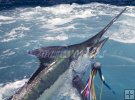 Blue Marlin