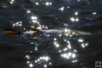 Snook in sunlight
