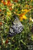 Butterfly-07