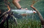 Bonefish in mangrove roots