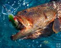 Tiger grouper