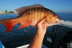 Early morning mutton snapper