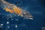 Kingfish and sargassum Kingfish and sargassum
