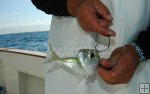 googleye on hook
