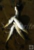 Primitive stringer, striped mullet