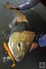 Bull redfish and soft plastic bait