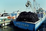 Purse seiner in Destin, Florida