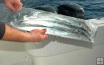 Frozen pack, ribbon fish