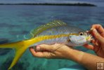 Yellowtail snapper on Belize reef