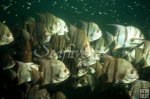Spadefish Spadefish