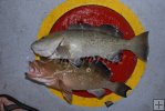 Gag grouper on top, red grouper below