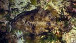 Flounder Flounder