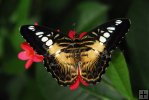 z-Lepidoptera z-Lepidoptera