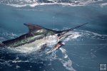 blue marlin ready for tag