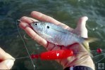 Pilchard in hand