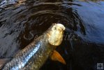 Dead tarpon in canal