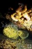 Goliath grouper
